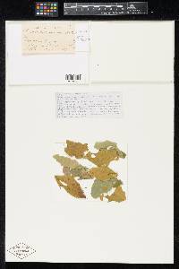 Image Associated With the Occurrence