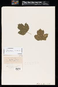 Image Associated With the Occurrence