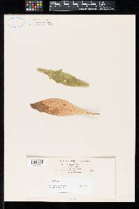 Cercospora kansensis image