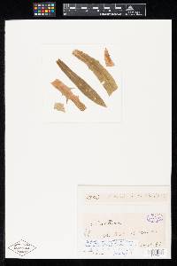 Ovularia carletonii image