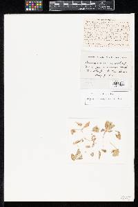 Cercospora texensis image