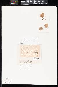 Thumbnail image of current specimen