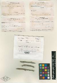 Hydronectria tethys image