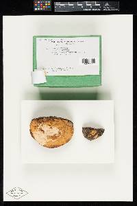 Hypocrea americana image