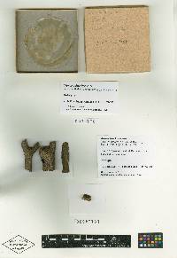 Bionectria byssicola image