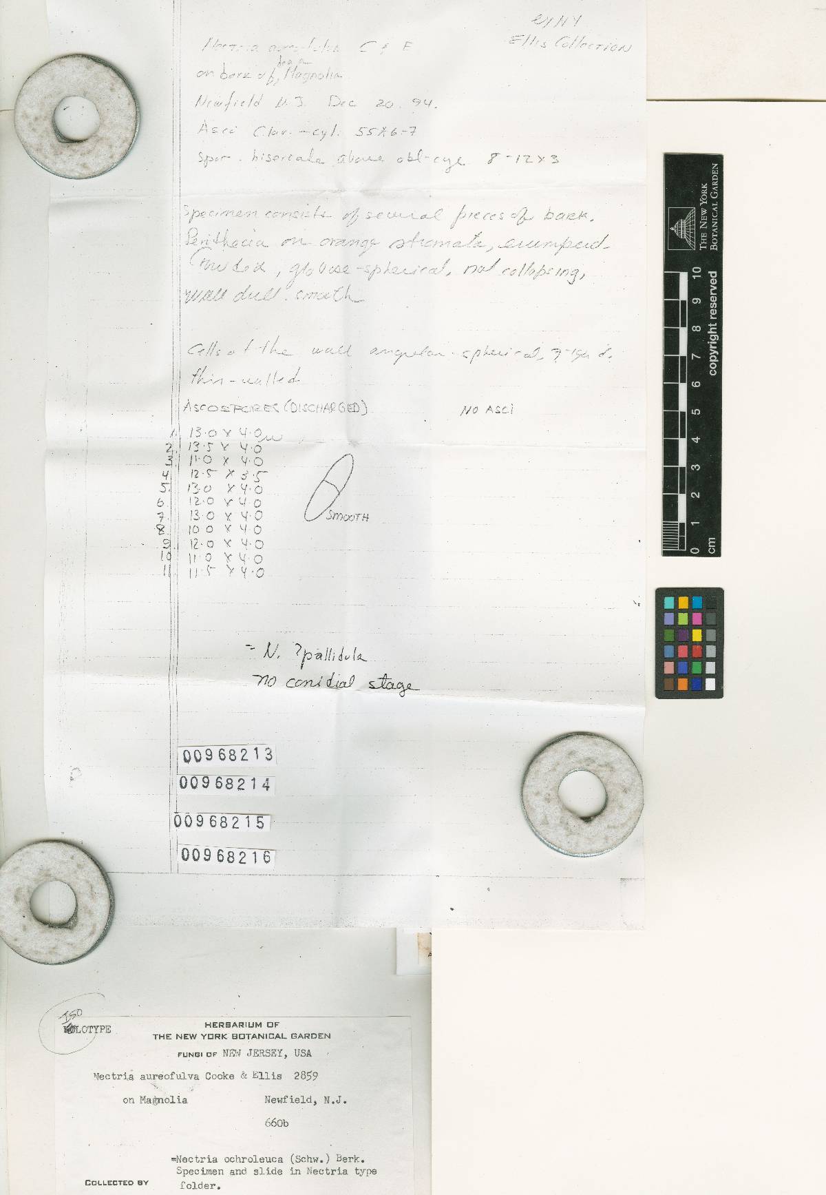 Bionectria aureofulva image