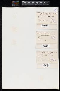 Meliola parathesicola image