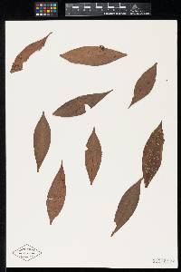 Meliola parathesicola image