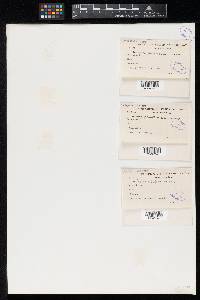 Meliola parathesicola image