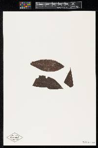 Meliola parathesicola image