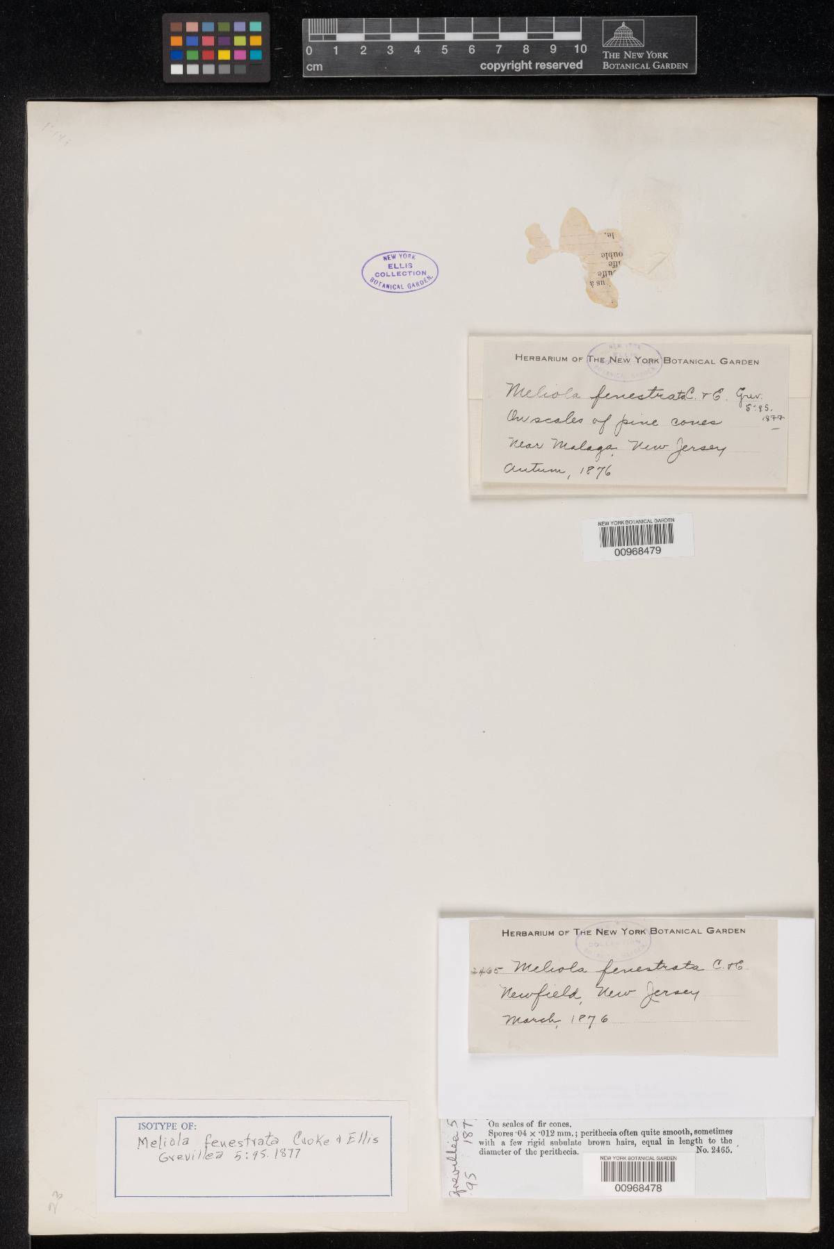 Meliola fenestrata image