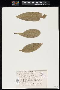 Meliola mayepeicola image