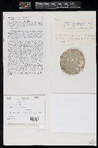 Eleutherascus peruvianus image