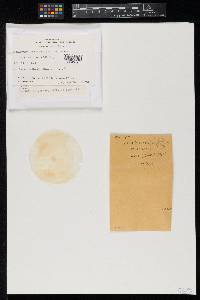 Gymnascella nodulosa image