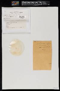 Gymnascella nodulosa image