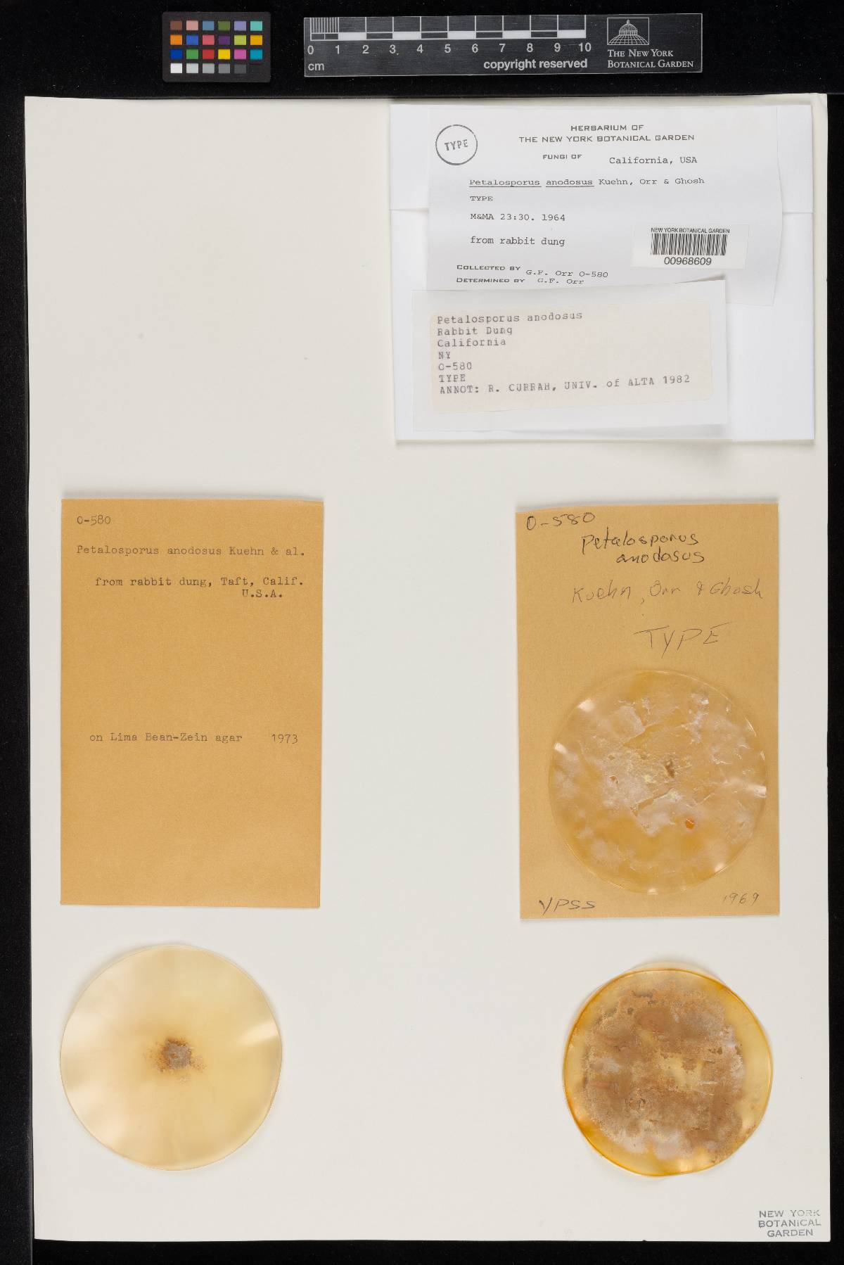 Gymnascella nodulosa image