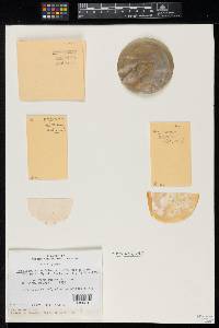 Gymnascella nodulosa image