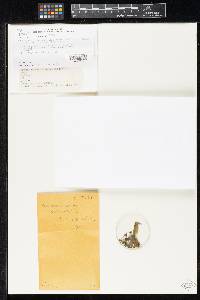 Mallochia echinulata image