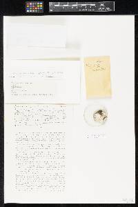 Spiromastix warcupii image