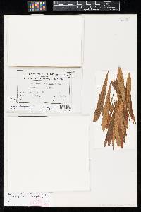 Pseudocercospora asiminae-pygmaeae image