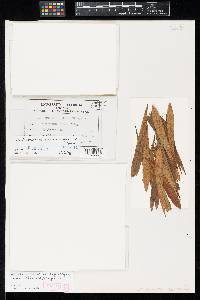 Pseudocercospora asiminae-pygmaeae image