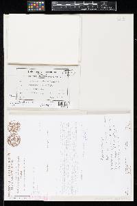 Pseudocercospora asiminae-pygmaeae image