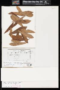 Pseudocercospora asiminae-pygmaeae image