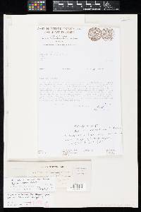 Pseudocercospora asiminae-pygmaeae image