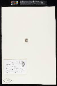 Media resource of Amphisphaeria arizonica