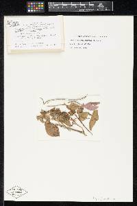 Pseudomassaria foliicola image