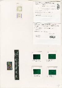 Thumbnail image of current specimen