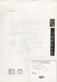 Lanatonectria flavolanata image