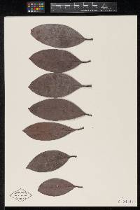 Meliola byrsonimina image