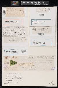 Meliola cryptocarpa image