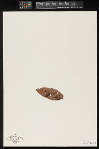 Meliola cryptocarpa image