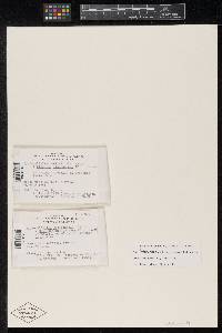 Meliola cryptocarpa image