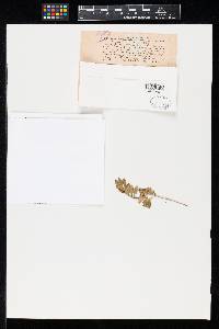 Thumbnail image of current specimen