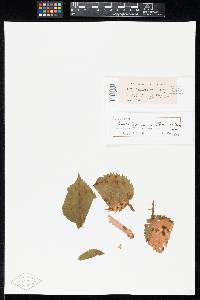 Image Associated With the Occurrence