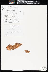 Image Associated With the Occurrence