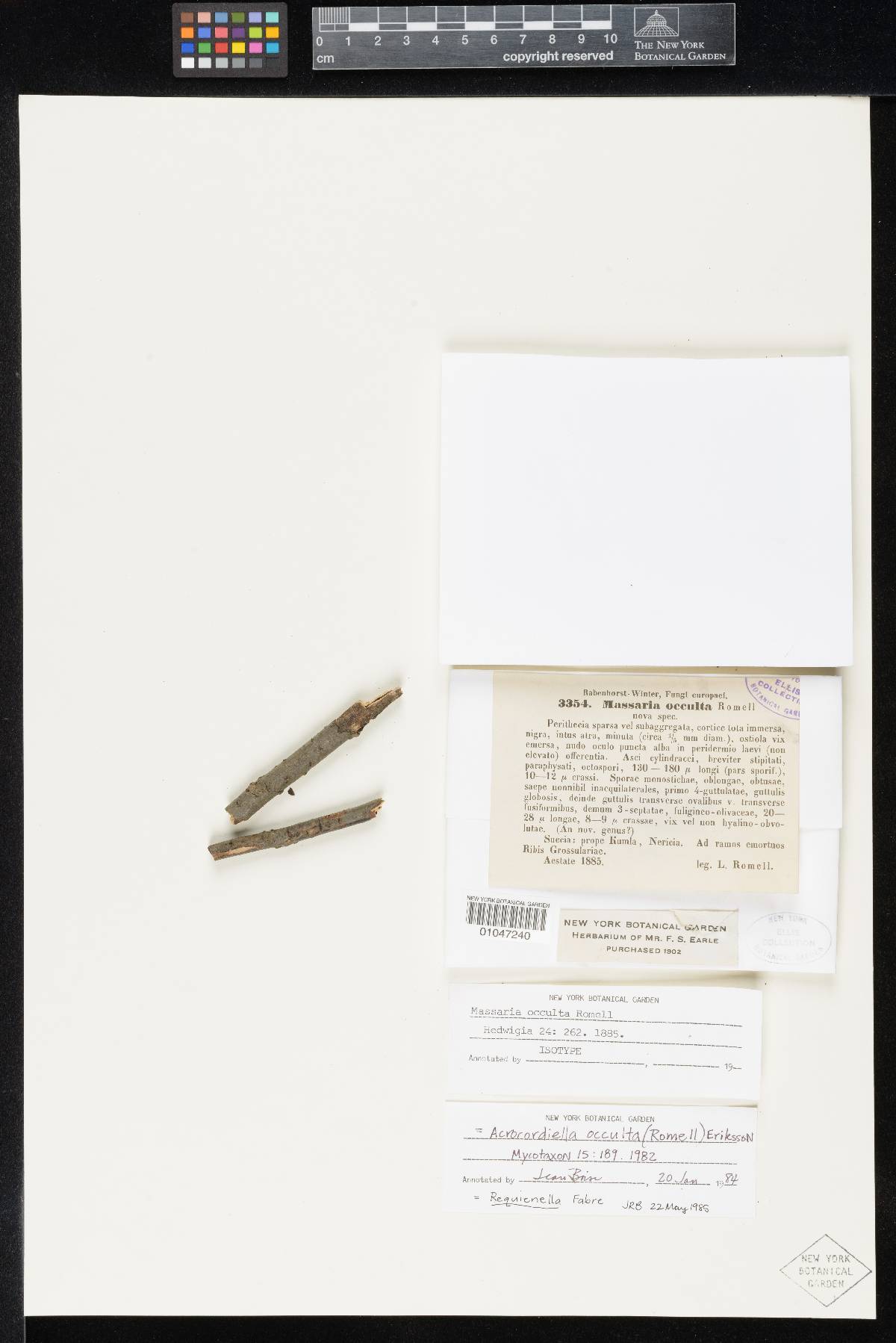 Acrocordiella occulta image