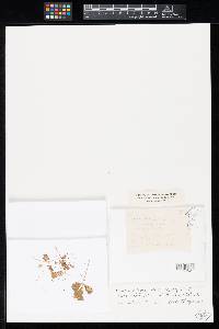 Image Associated With the Occurrence