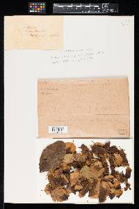 Media resource of Leptothyrium alni