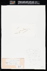 Media resource of Leptothyrium bornmuelleri