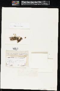 Hypoxylon bakeri image