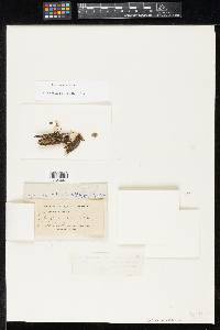 Hypoxylon bakeri image