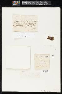 Hypoxylon bakeri image