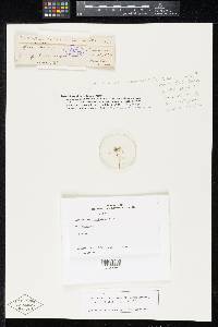 Media resource of Lopadostoma stictoides