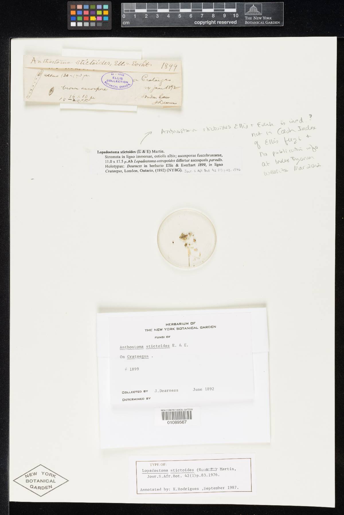 Lopadostoma stictoides image