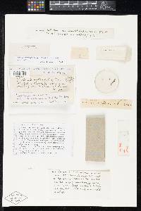 Media resource of Xylaria cylindrica