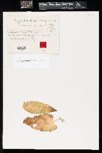 Media resource of Phyllosticta barssii
